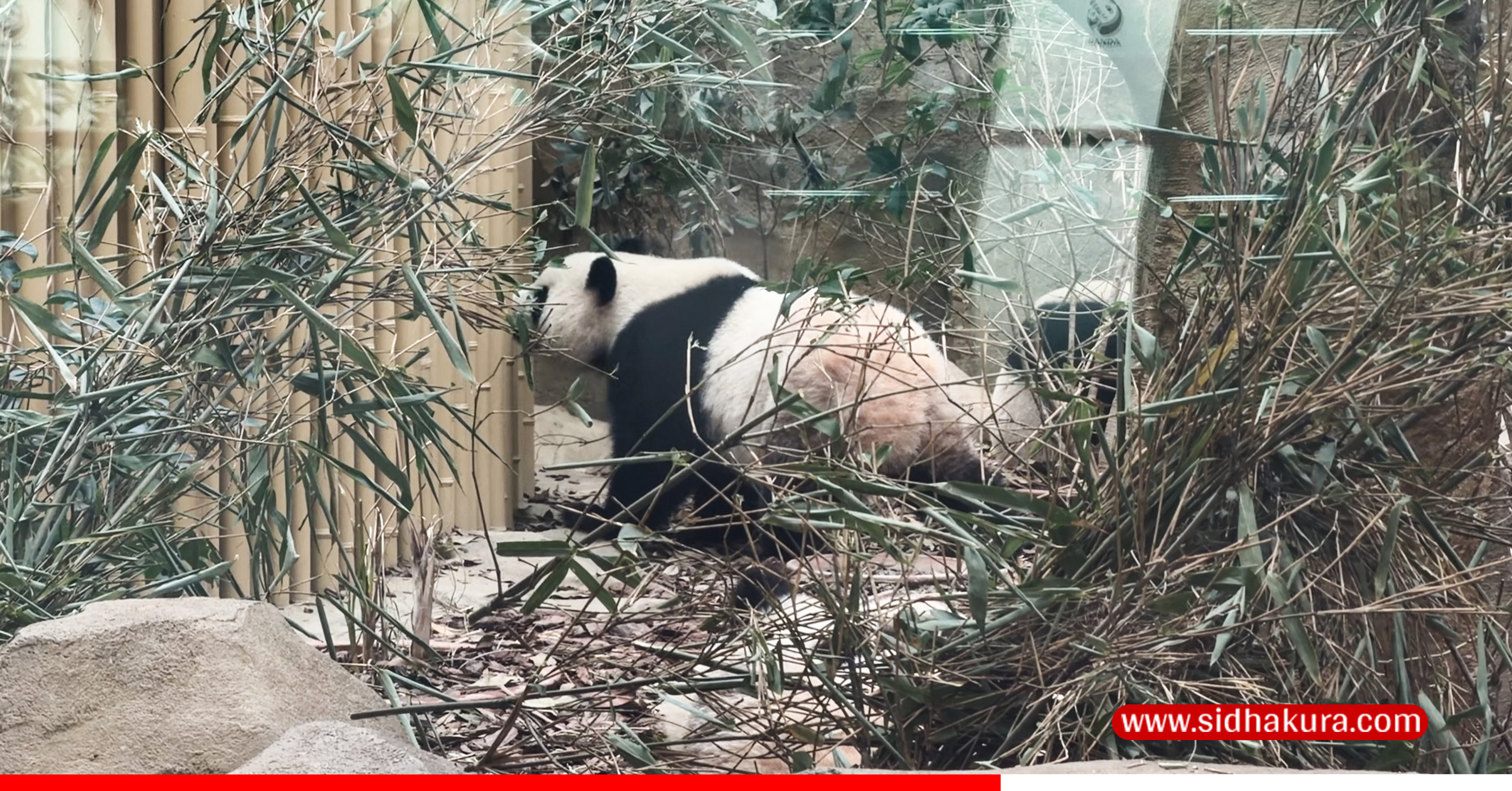 CHENGDU-PANDA-PARK-2-1789569224.jpg