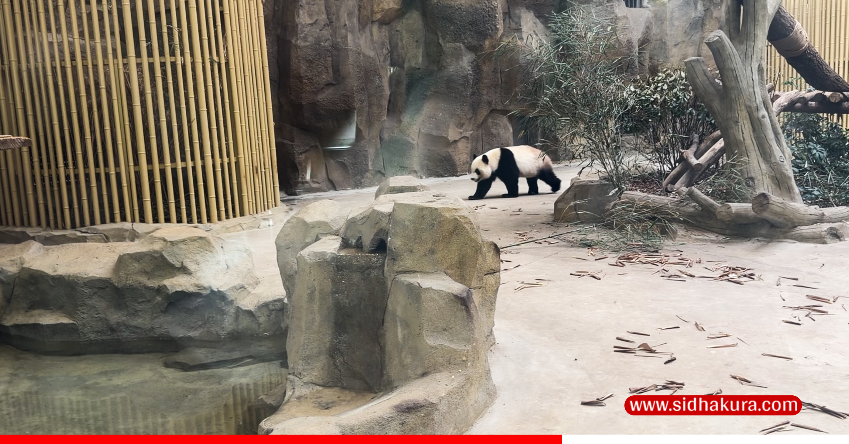 CHENGDU-PANDA-PARK-3-1789569224.jpg