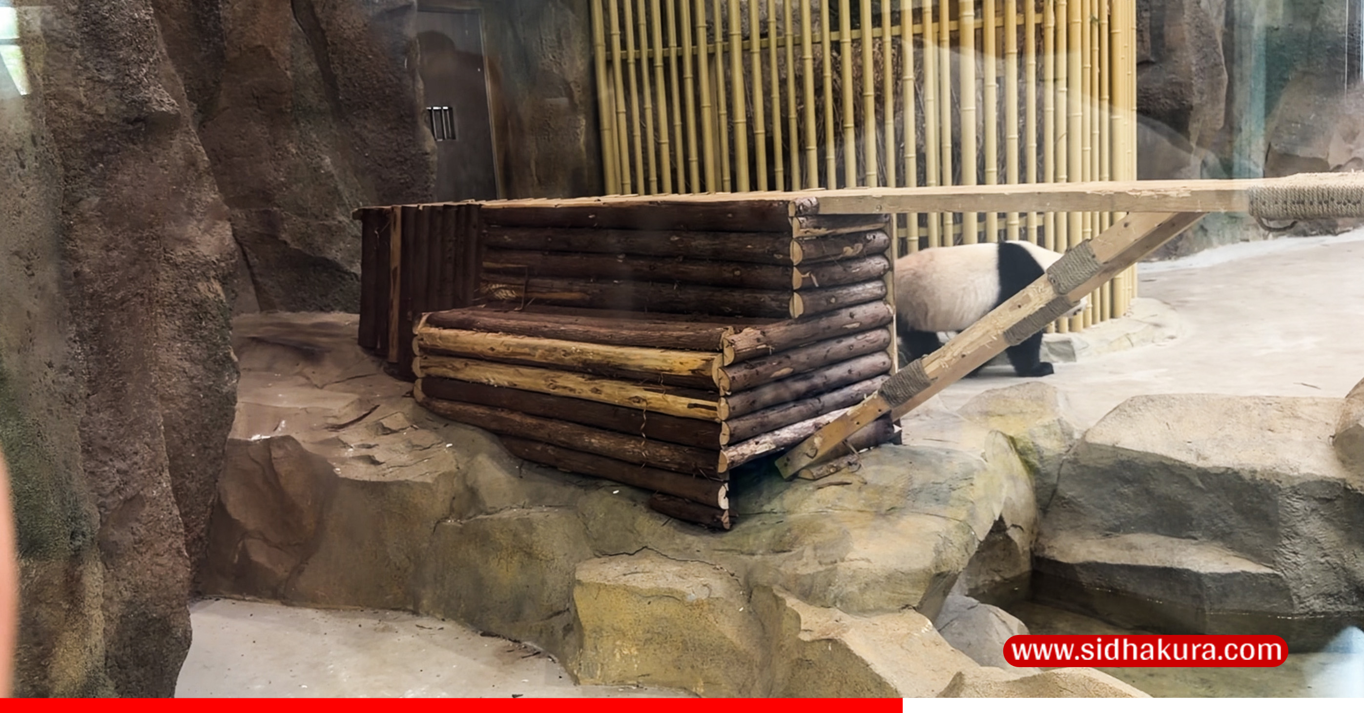 CHENGDU-PANDA-PARK-5-1789569222.jpg