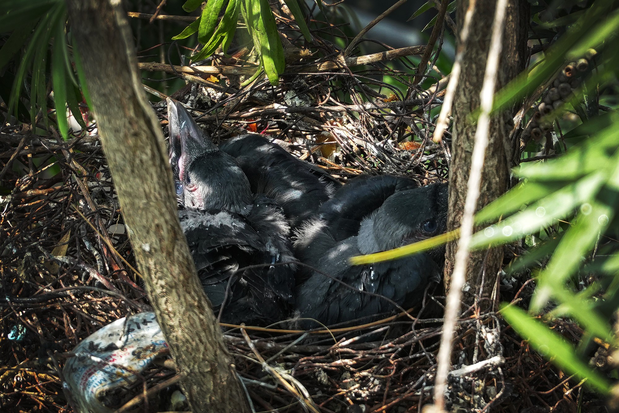 CROW-10-1783659800.JPG