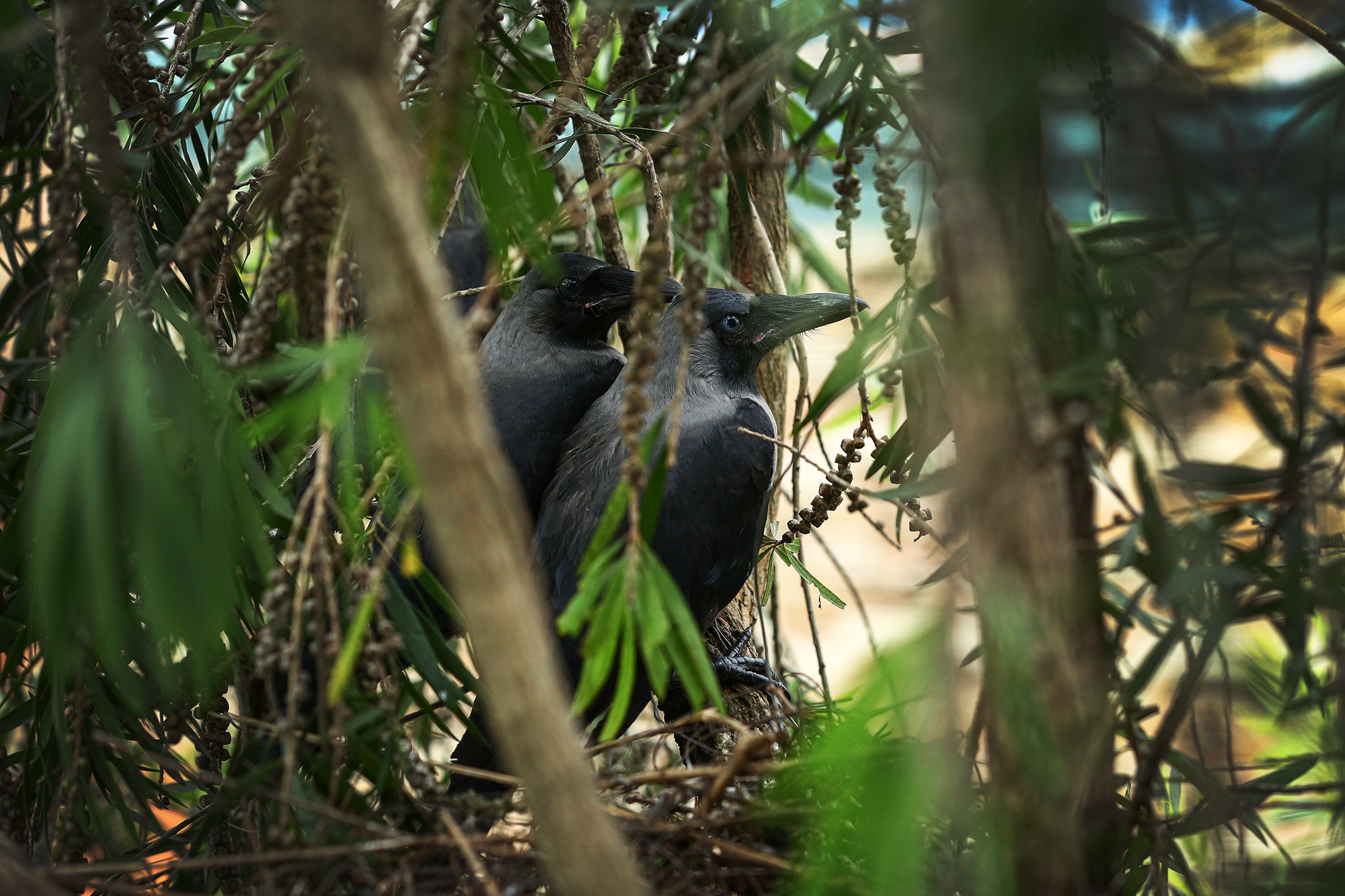 CROW-12-1783659800.JPG