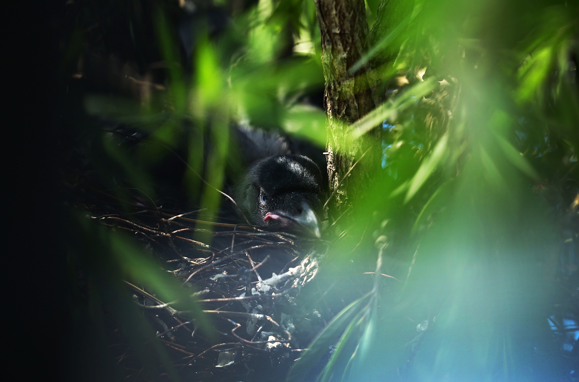 CROW-8-1783659799.JPG