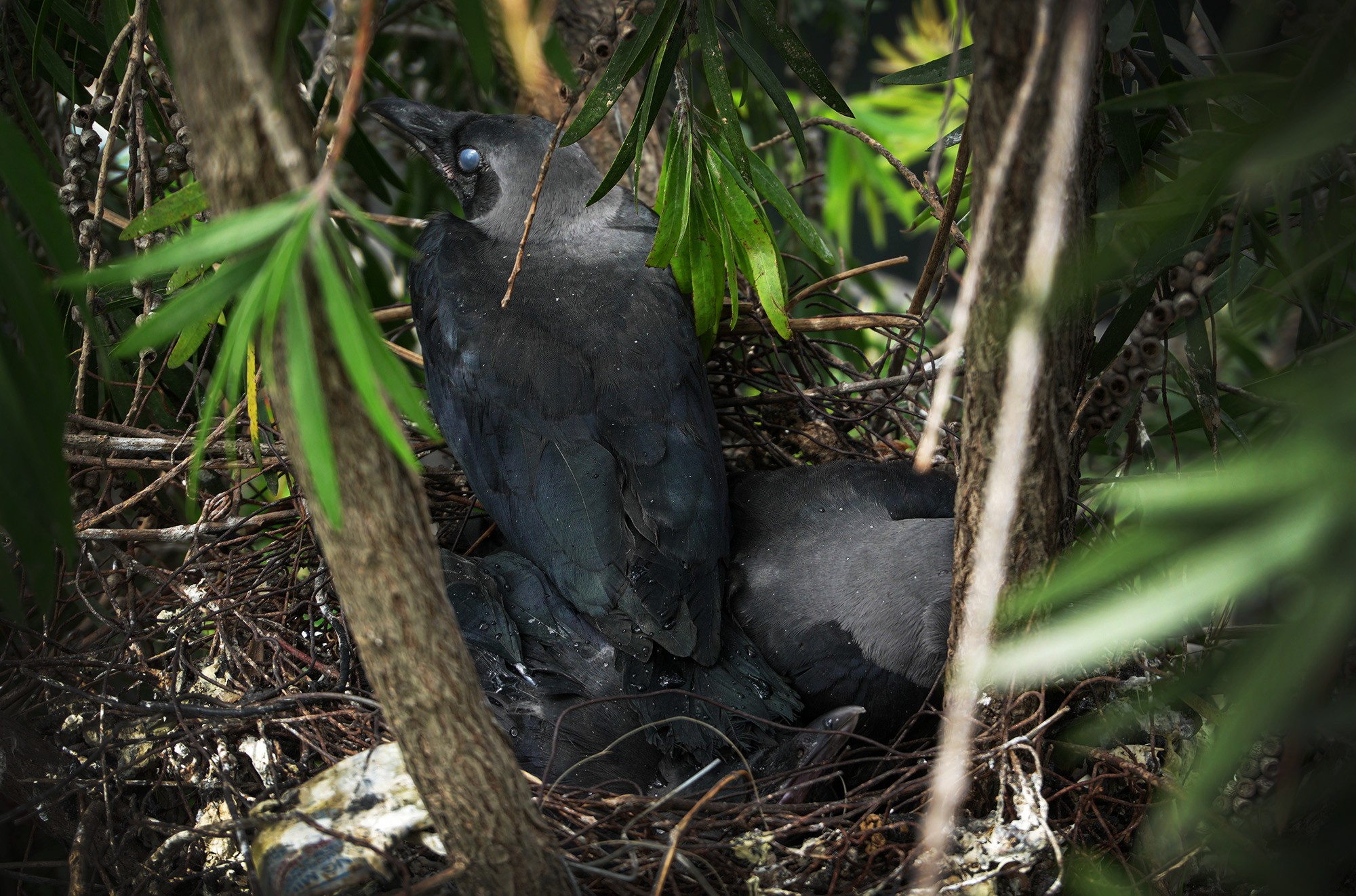 CROW-9_-1783659799.JPG