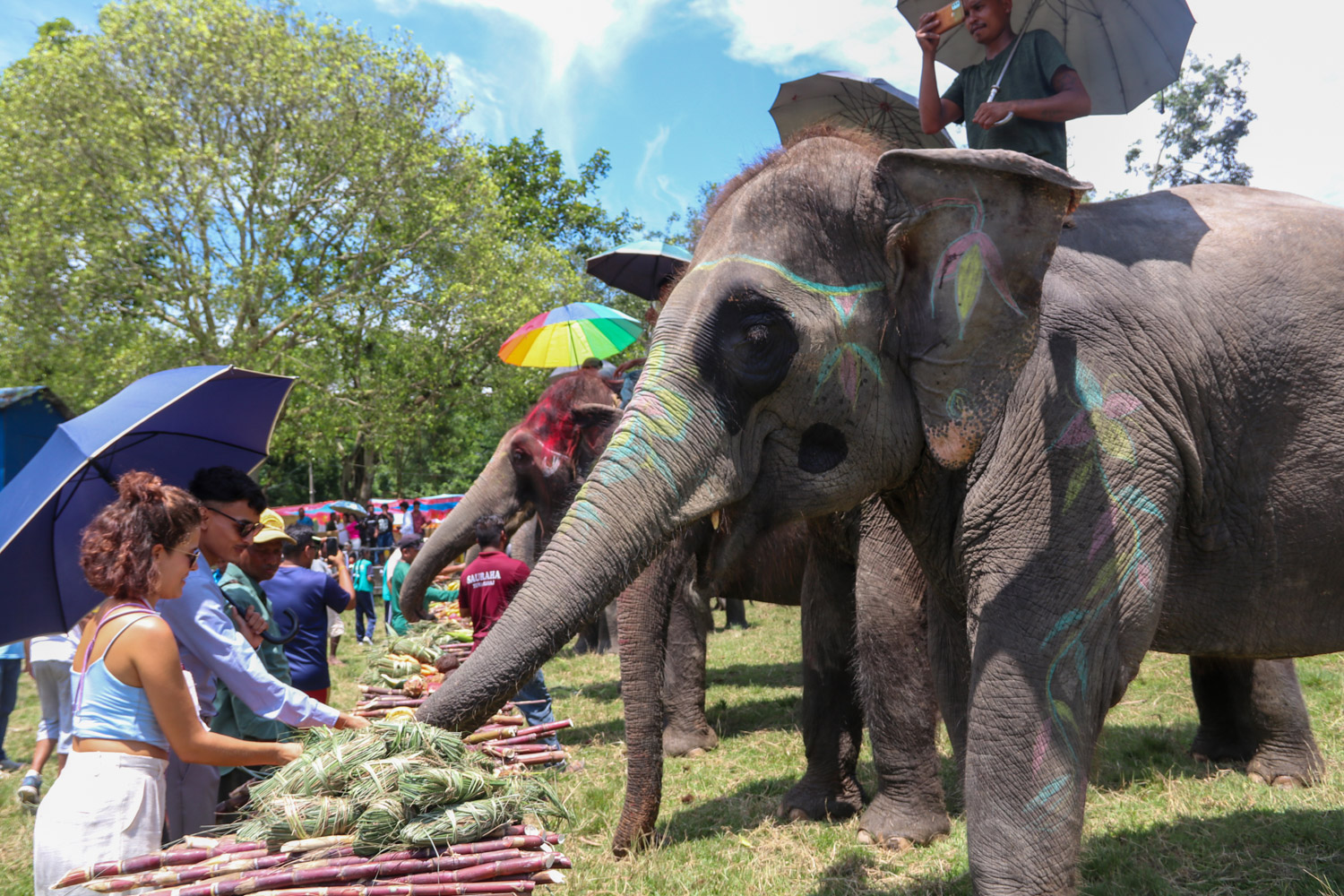 Chitwan-Elephant-Banbhoj-Photo_NPL-(11)-1786532137.JPG
