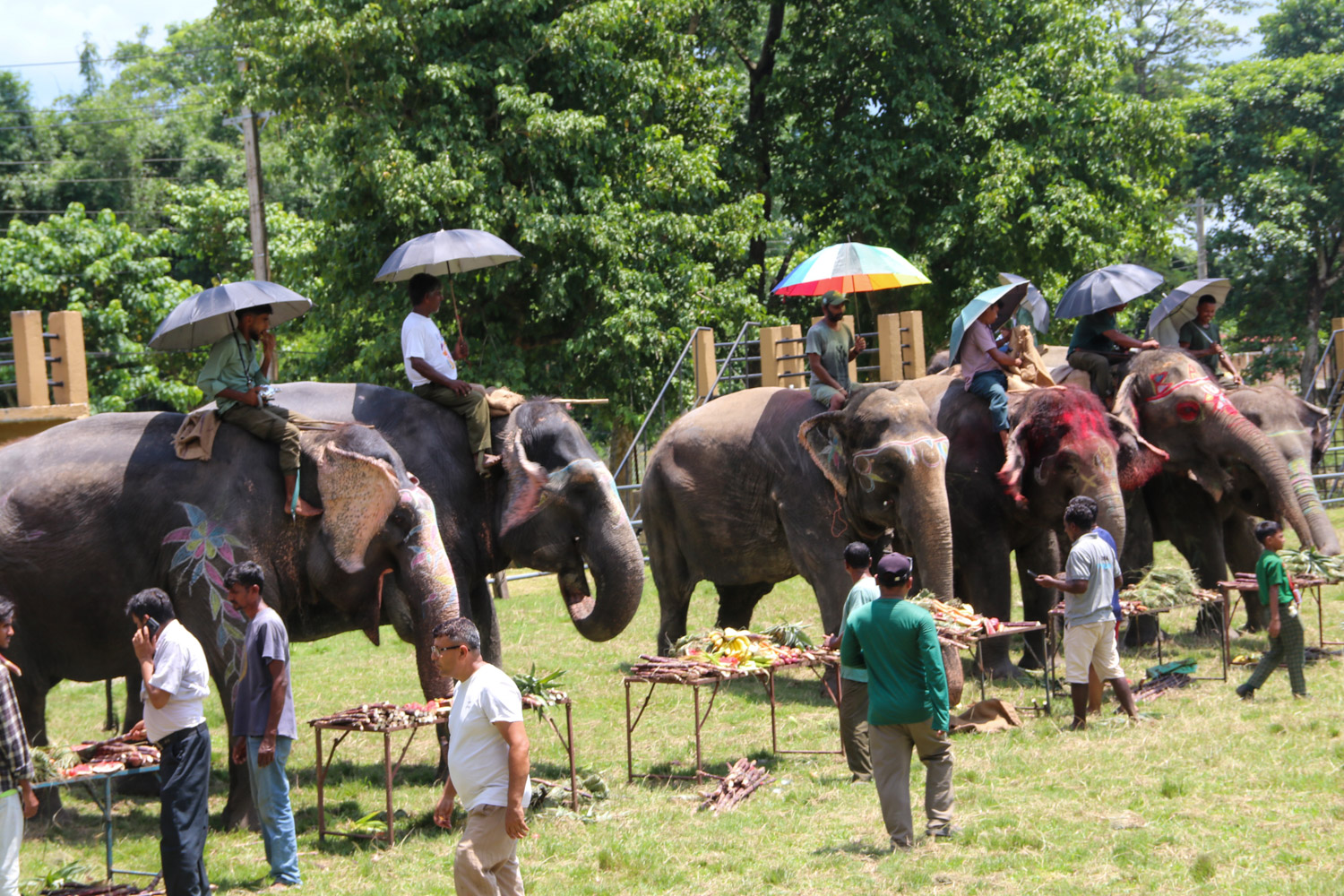 सौराहामा हात्तीको वनभोज, उखुदेखि ड्रागन फ्रुटसम्मको मेजमानी (तस्बिरहरू)