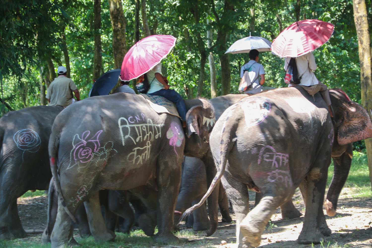Chitwan-Elephant-Banbhoj-Photo_NPL-(4)-1786532139.JPG