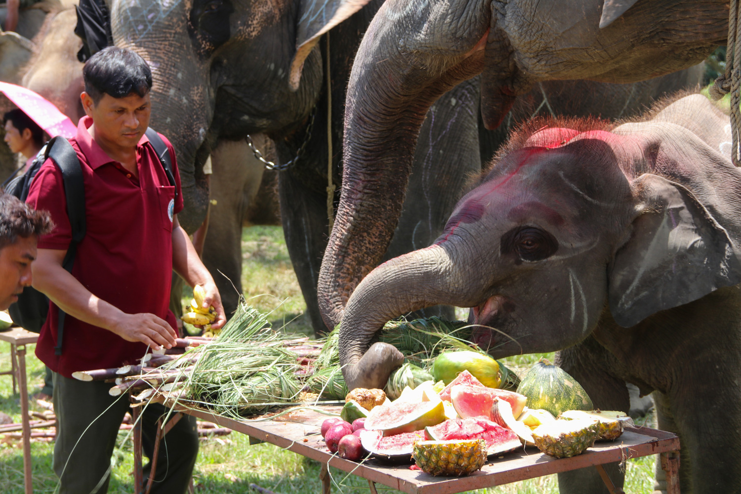 Chitwan-Elephant-Banbhoj-Photo_NPL-(8)-1786532138.JPG
