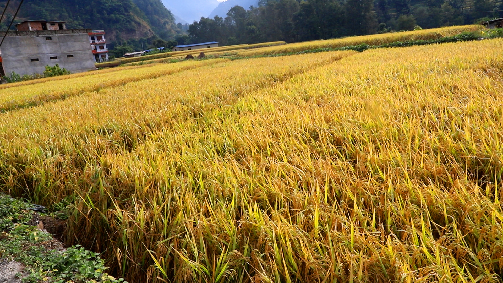 बागलुङमा यस वर्ष धान उत्पादनमा वृद्धि