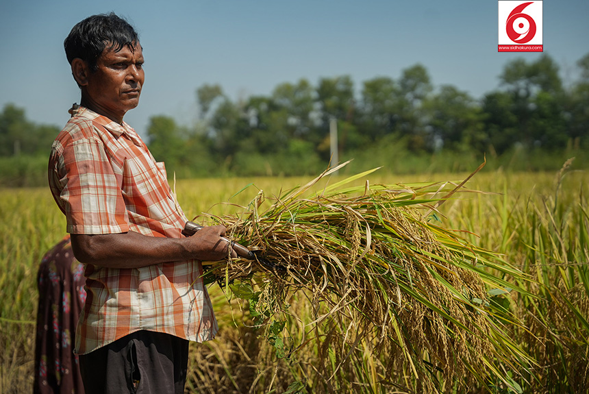 Dhan_Paddy_Cutting_Bardiya_sidhakura-1760328533.jpg
