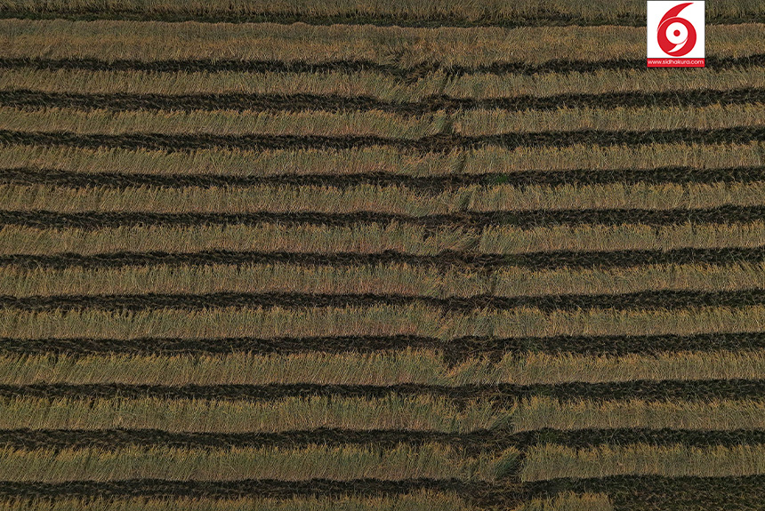 Dhan_Paddy_Cutting_Bardiya_sidhakura1-1760328534.jpg