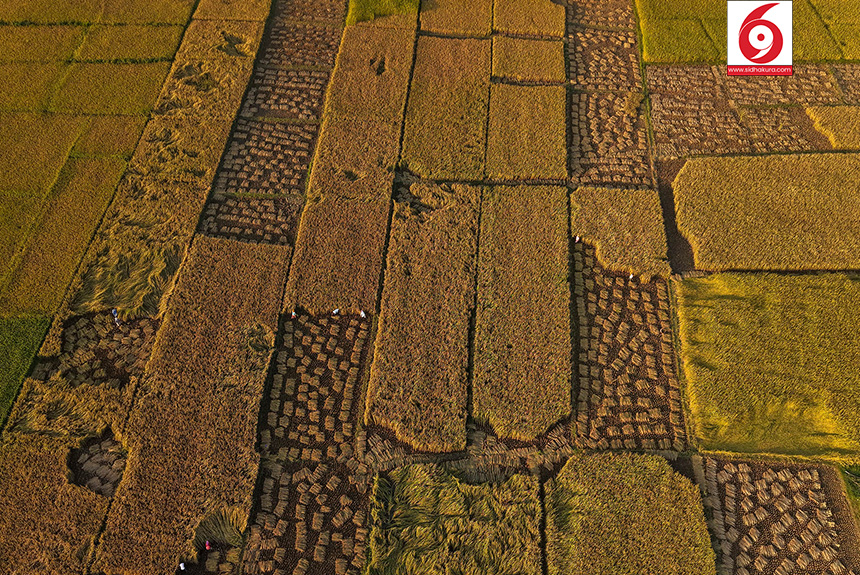 Dhan_Paddy_Cutting_Bardiya_sidhakura10-1760328537.jpg