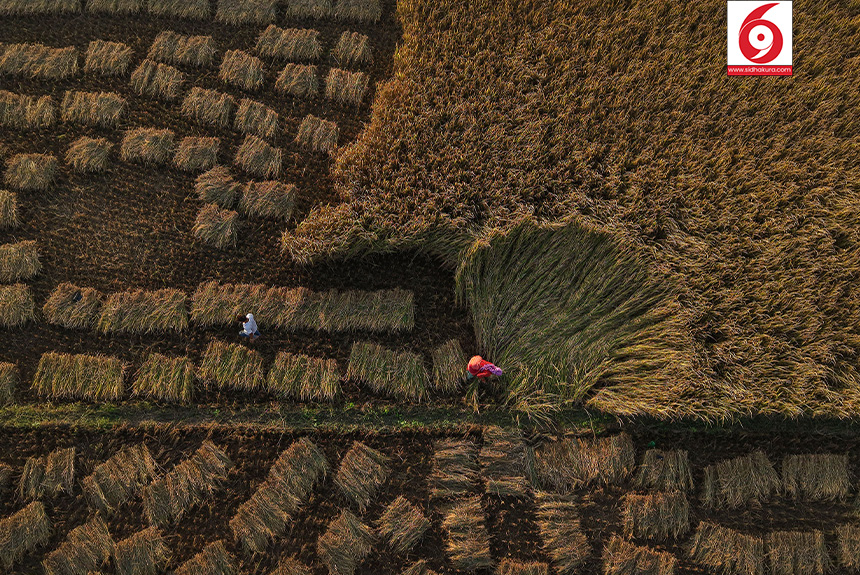 Dhan_Paddy_Cutting_Bardiya_sidhakura11-1760328537.jpg