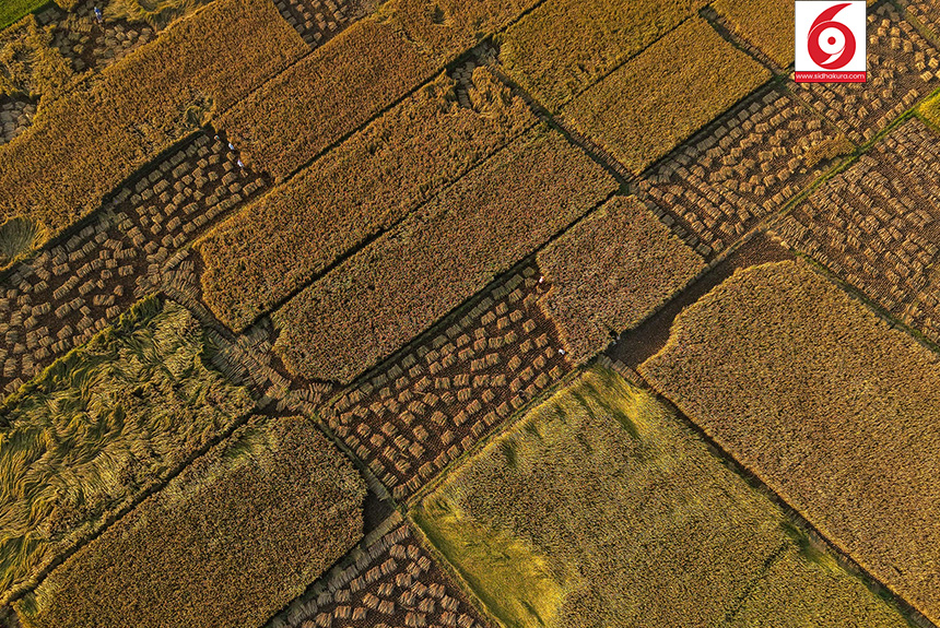 Dhan_Paddy_Cutting_Bardiya_sidhakura12-1760328537.jpg