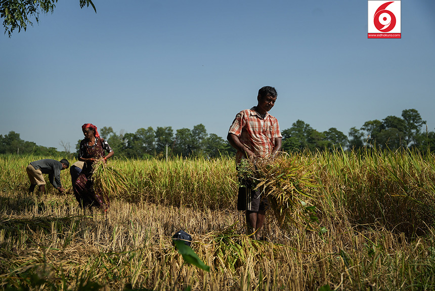 Dhan_Paddy_Cutting_Bardiya_sidhakura13-1760328537.jpg