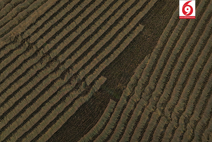Dhan_Paddy_Cutting_Bardiya_sidhakura2-1760328534.jpg
