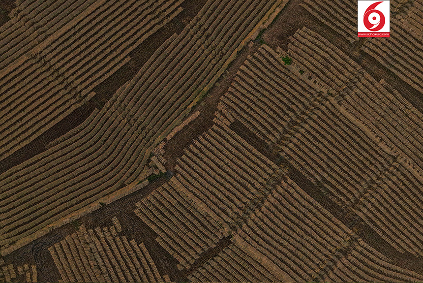 Dhan_Paddy_Cutting_Bardiya_sidhakura3-1760328534.jpg