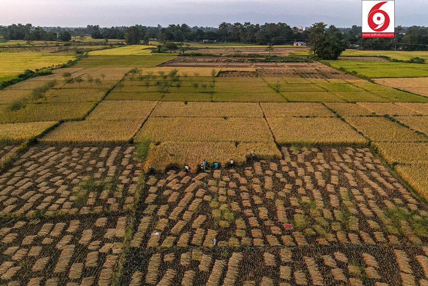 Dhan_Paddy_Cutting_Bardiya_sidhakura5-1760328535.jpg