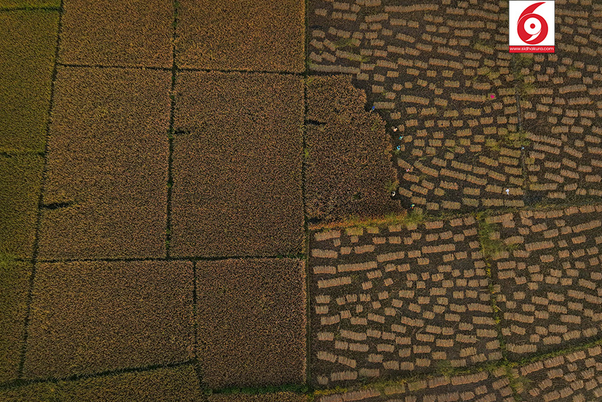 Dhan_Paddy_Cutting_Bardiya_sidhakura6-1760328536.jpg