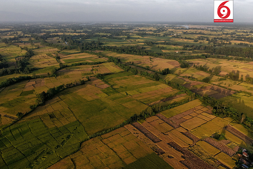 Dhan_Paddy_Cutting_Bardiya_sidhakura8-1760328536.jpg