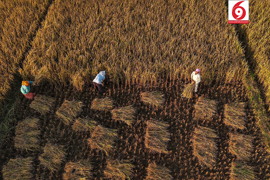 Dhan_Paddy_Cutting_Bardiya_sidhakura9-1760328536.jpg