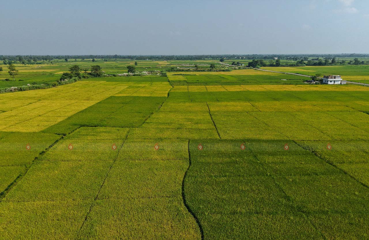 Dhankheti_sidhakura13-1759138289.jpg