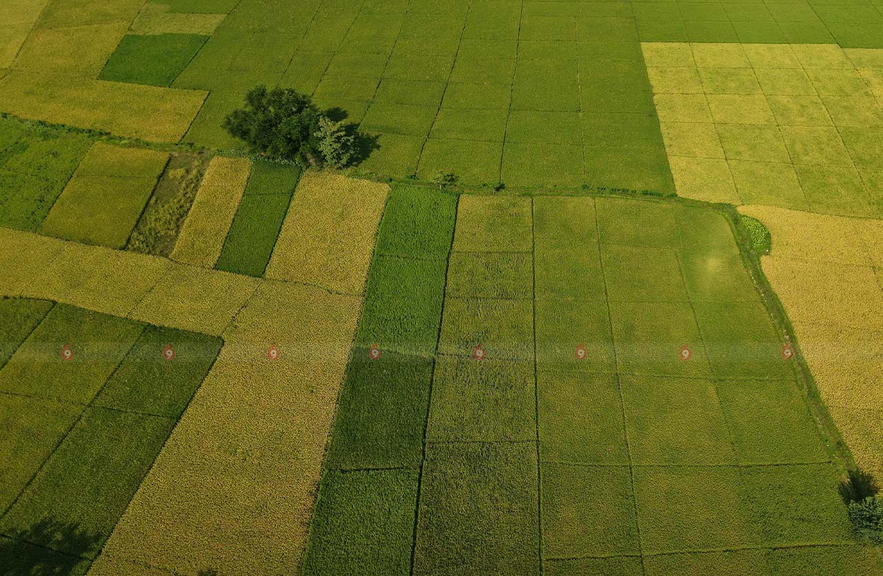 Dhankheti_sidhakura9-1759138287.jpg