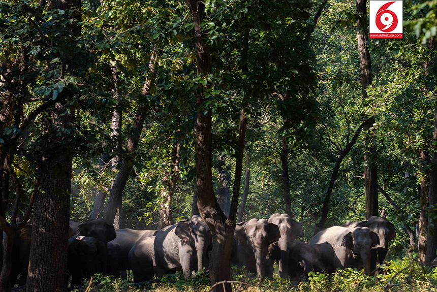 Elephant_Bardiya-National-Park_Sidhakura-1763179334.jpg