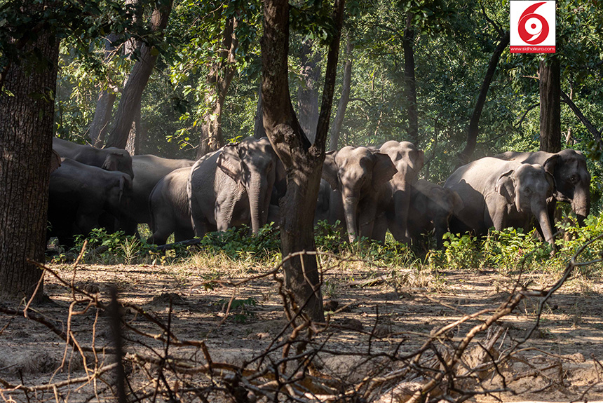 Elephant_Bardiya-National-Park_Sidhakura10-1763179339.jpg