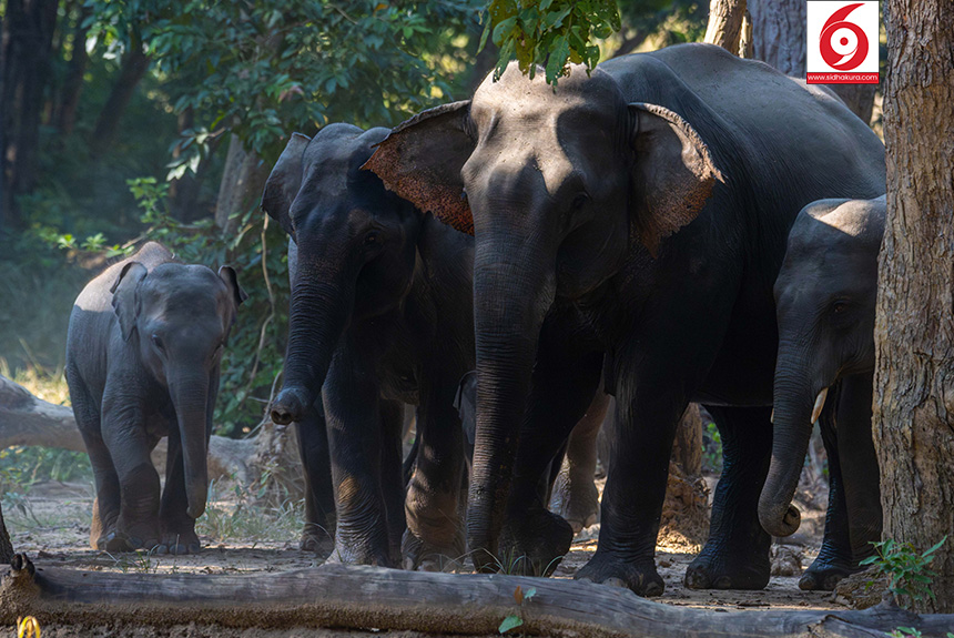 मासिँदै हात्तीको परम्परागत बसाइसराई बाटो (तस्विरहरु)