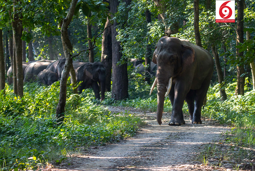 Elephant_Bardiya-National-Park_Sidhakura4-1763179335.jpg