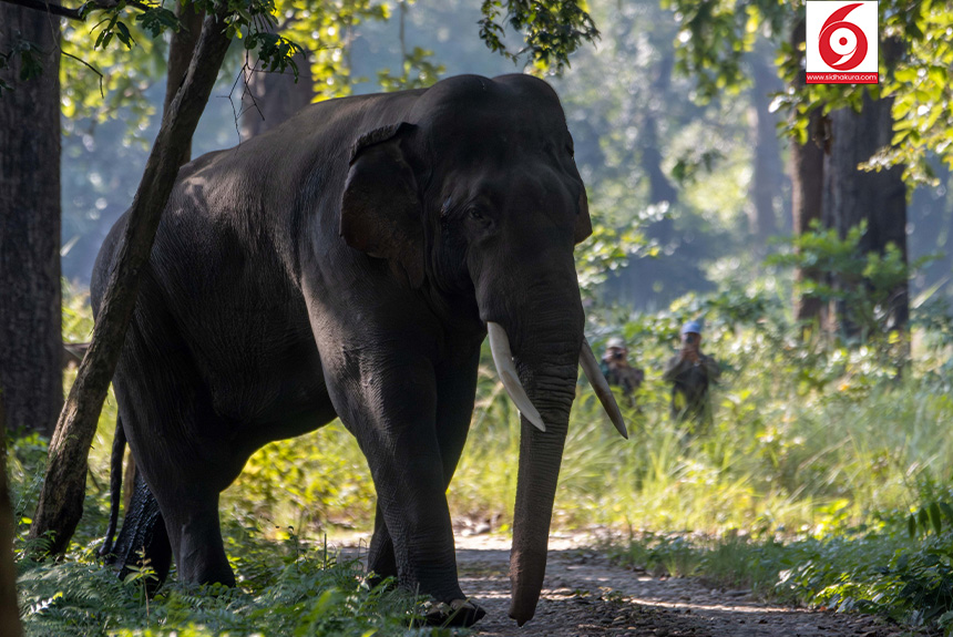Elephant_Bardiya-National-Park_Sidhakura5-1763179335.jpg