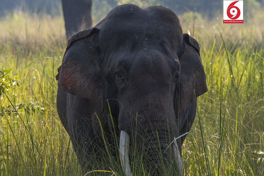 Elephant_Bardiya-National-Park_Sidhakura6-1763179336.jpg