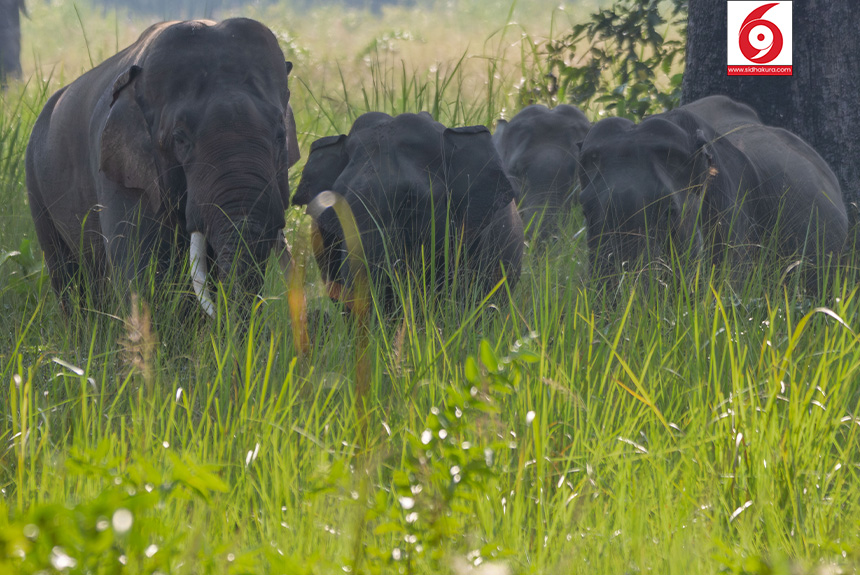 Elephant_Bardiya-National-Park_Sidhakura7-1763179336.jpg