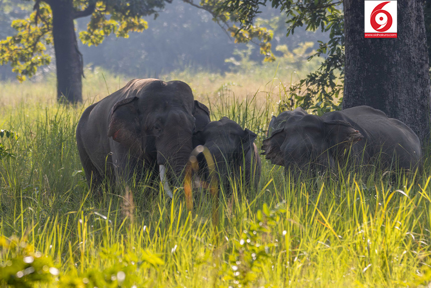 Elephant_Bardiya-National-Park_Sidhakura8-1763179336.jpg