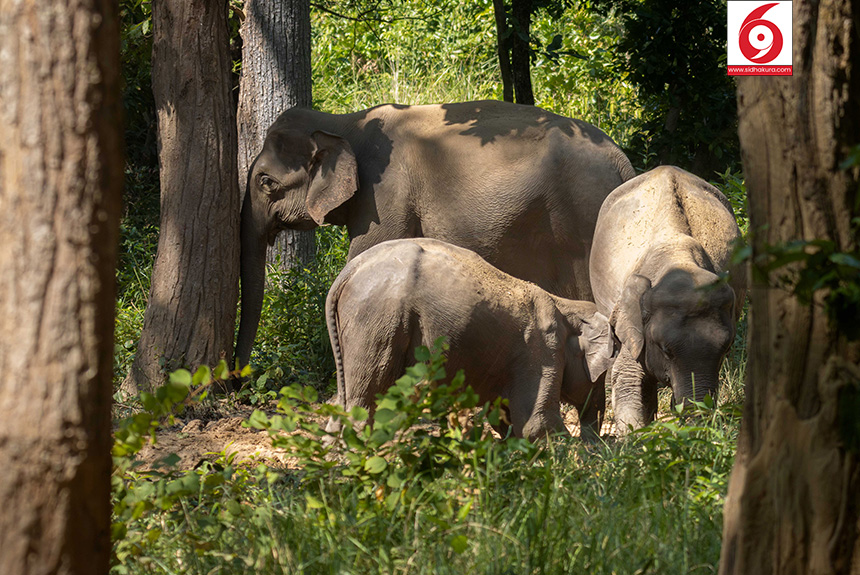 Elephant_Bardiya-National-Park_Sidhakura9-1763179336.jpg