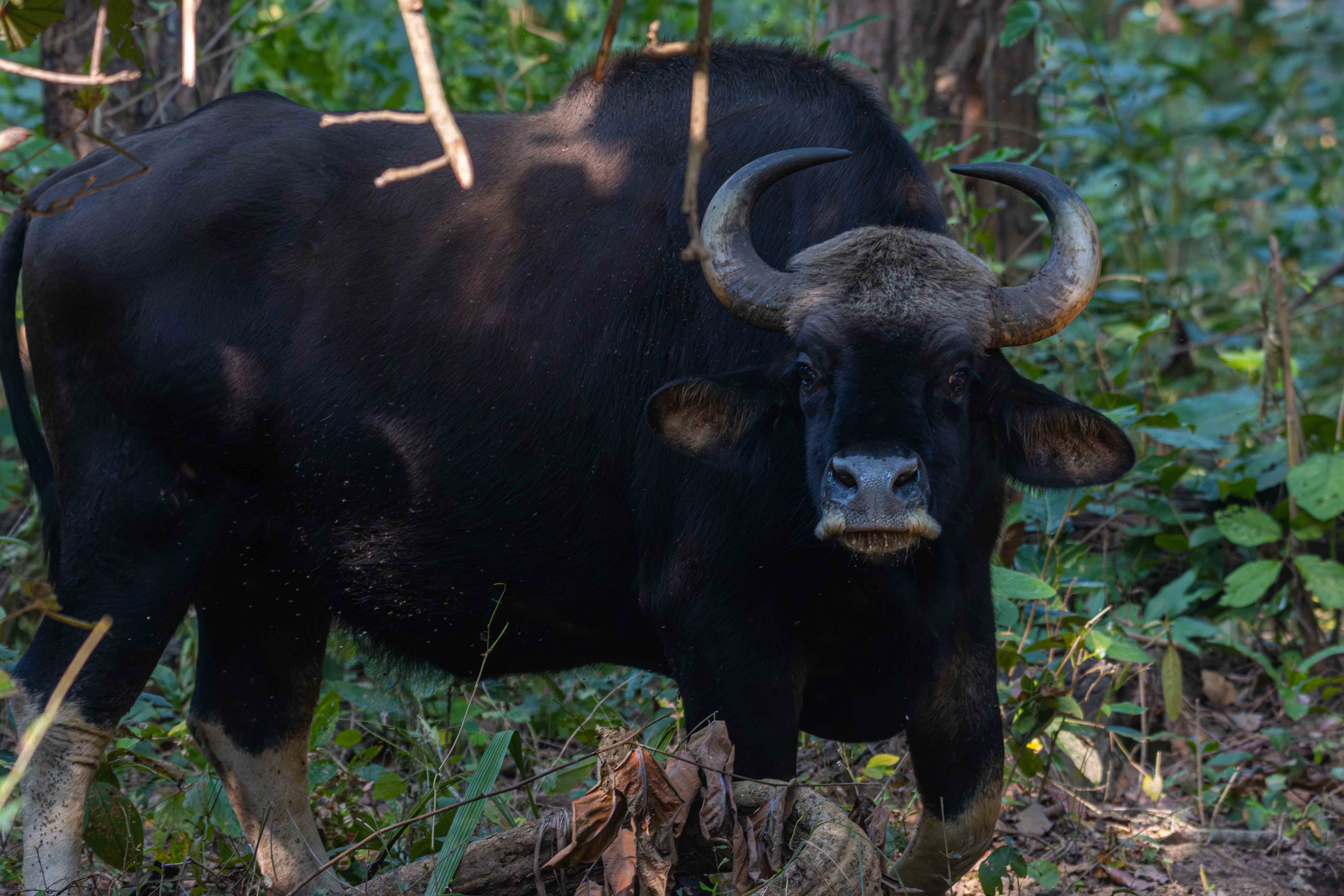 'गौर'नेपालमा पाइने सबैभन्दा ठूलो जङ्गली गाई(तस्बिरहरु)