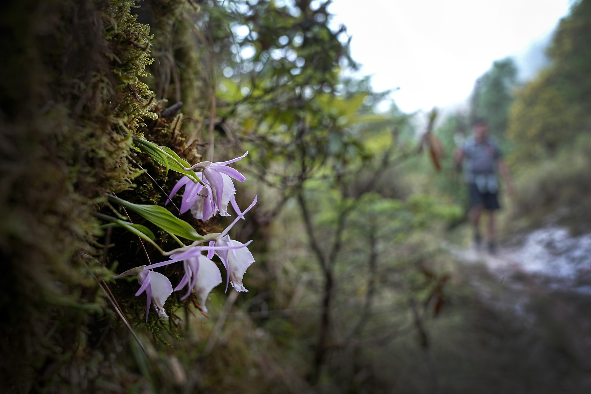 Ghopteghyang-to-Thorepati_Hiking_NPL-PCT_-(16)-1782534688.JPG
