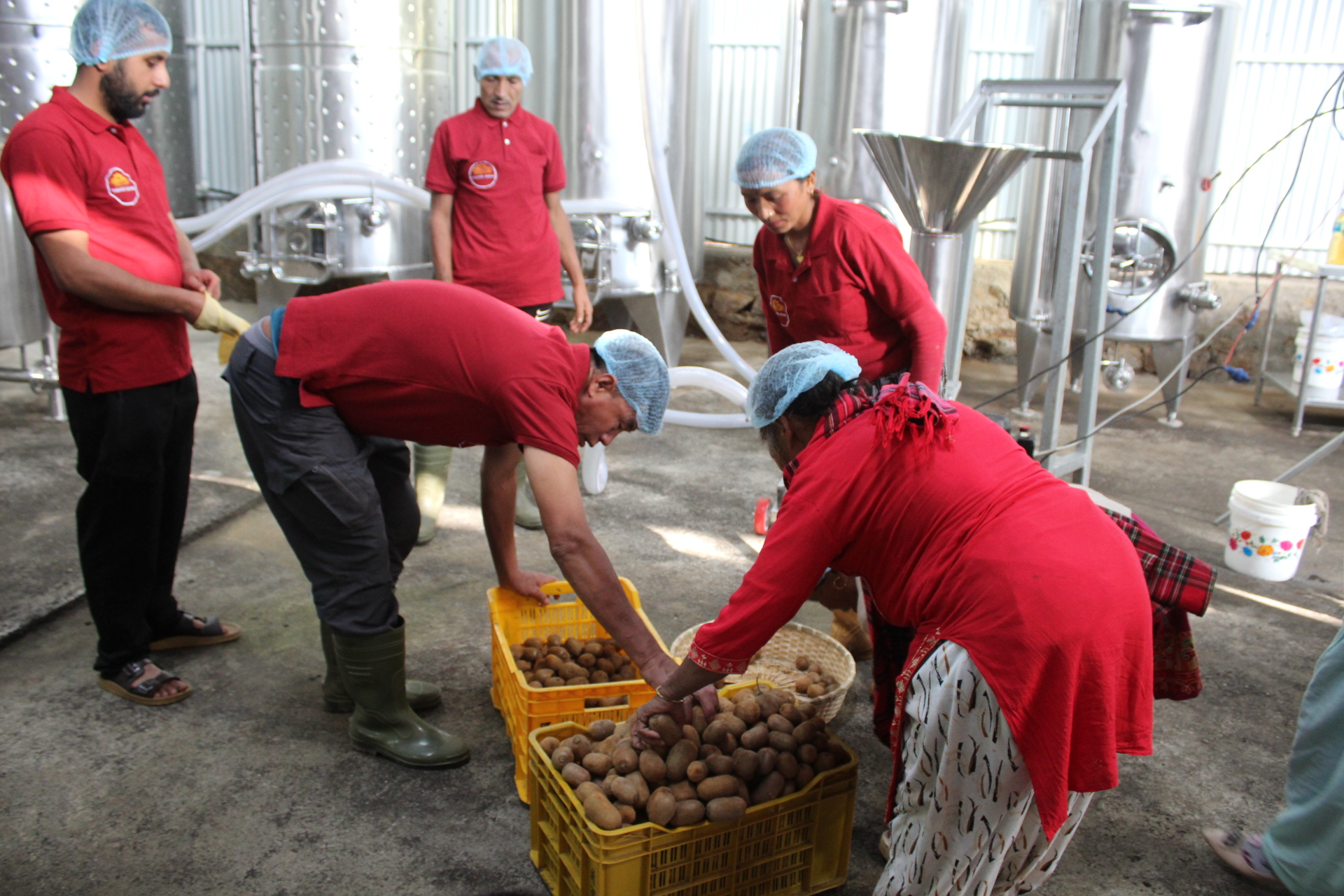 गाउँमै उद्योग स्थापना भएपछि किबी उत्पादक किसानलाई राहत