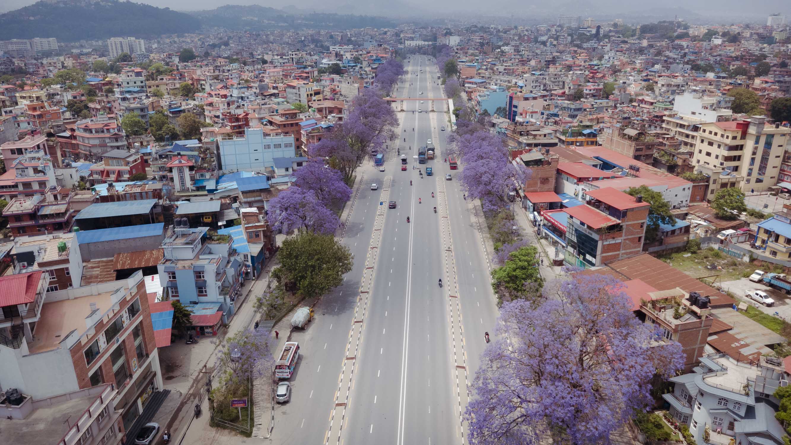 Jacaranda-blossoms_Nepal-Photo-Library1-1777526350.jpg