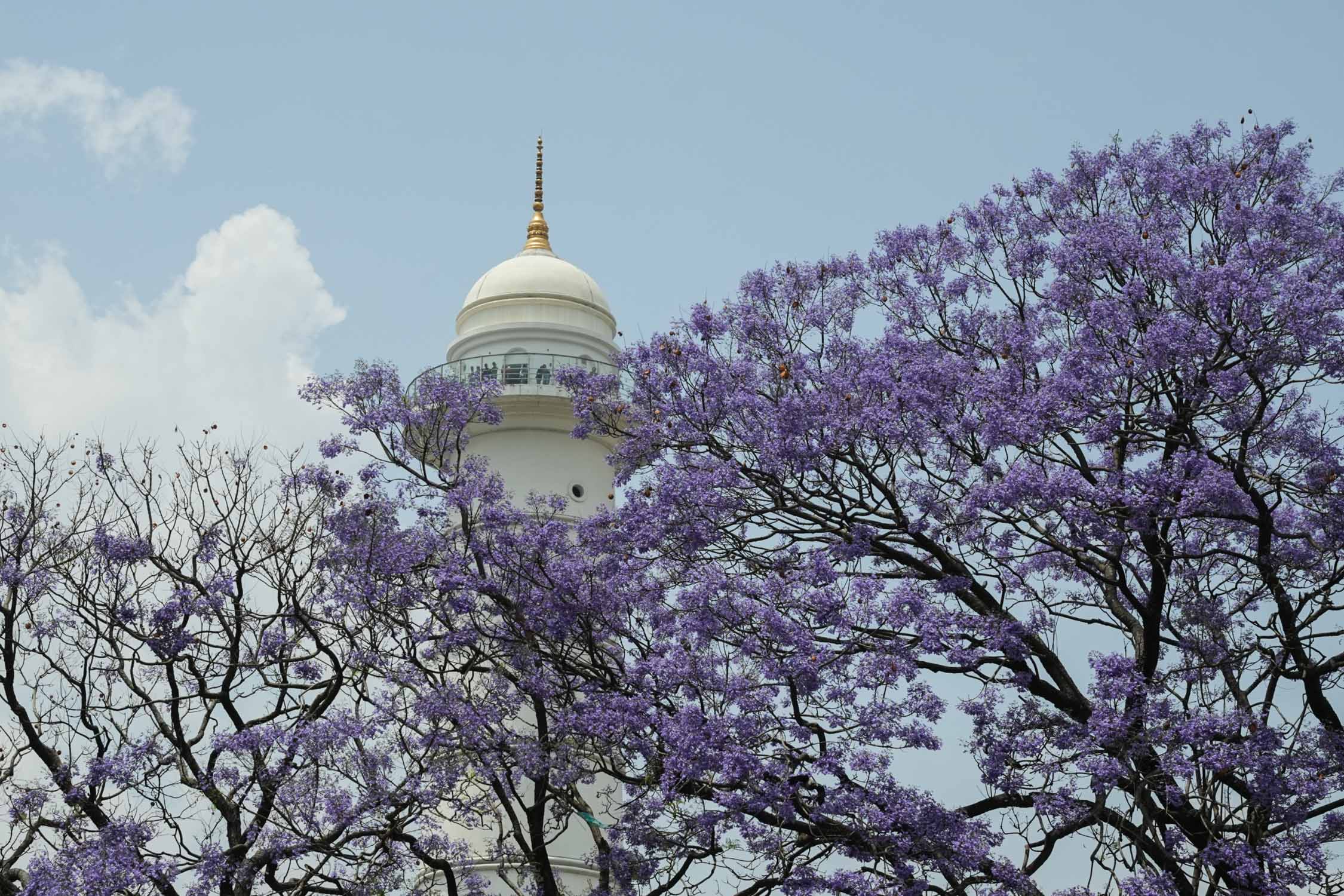 Jacaranda-blossoms_Nepal-Photo-Library10-1777526361.jpg