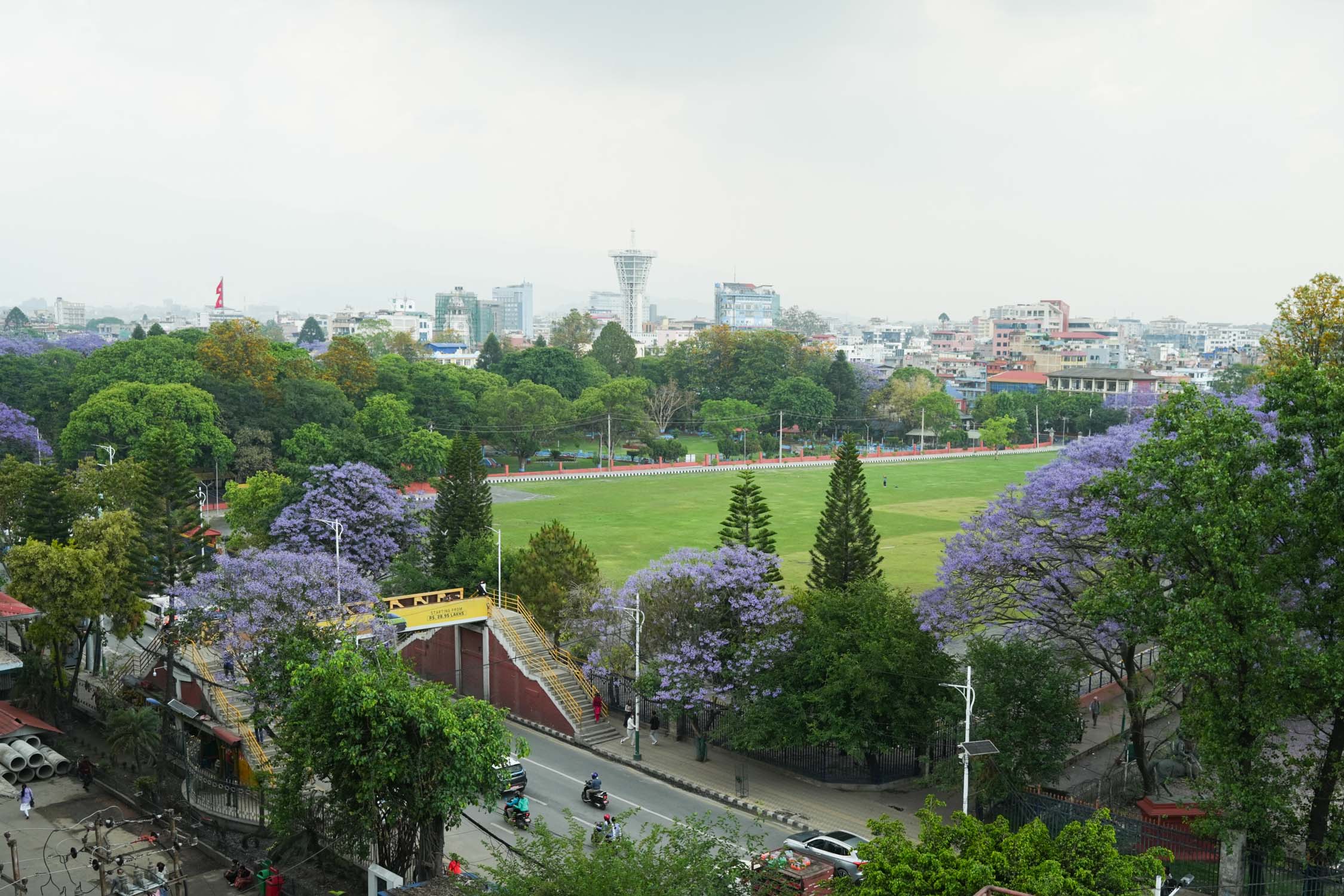 Jacaranda-blossoms_Nepal-Photo-Library11-1777526365.jpg