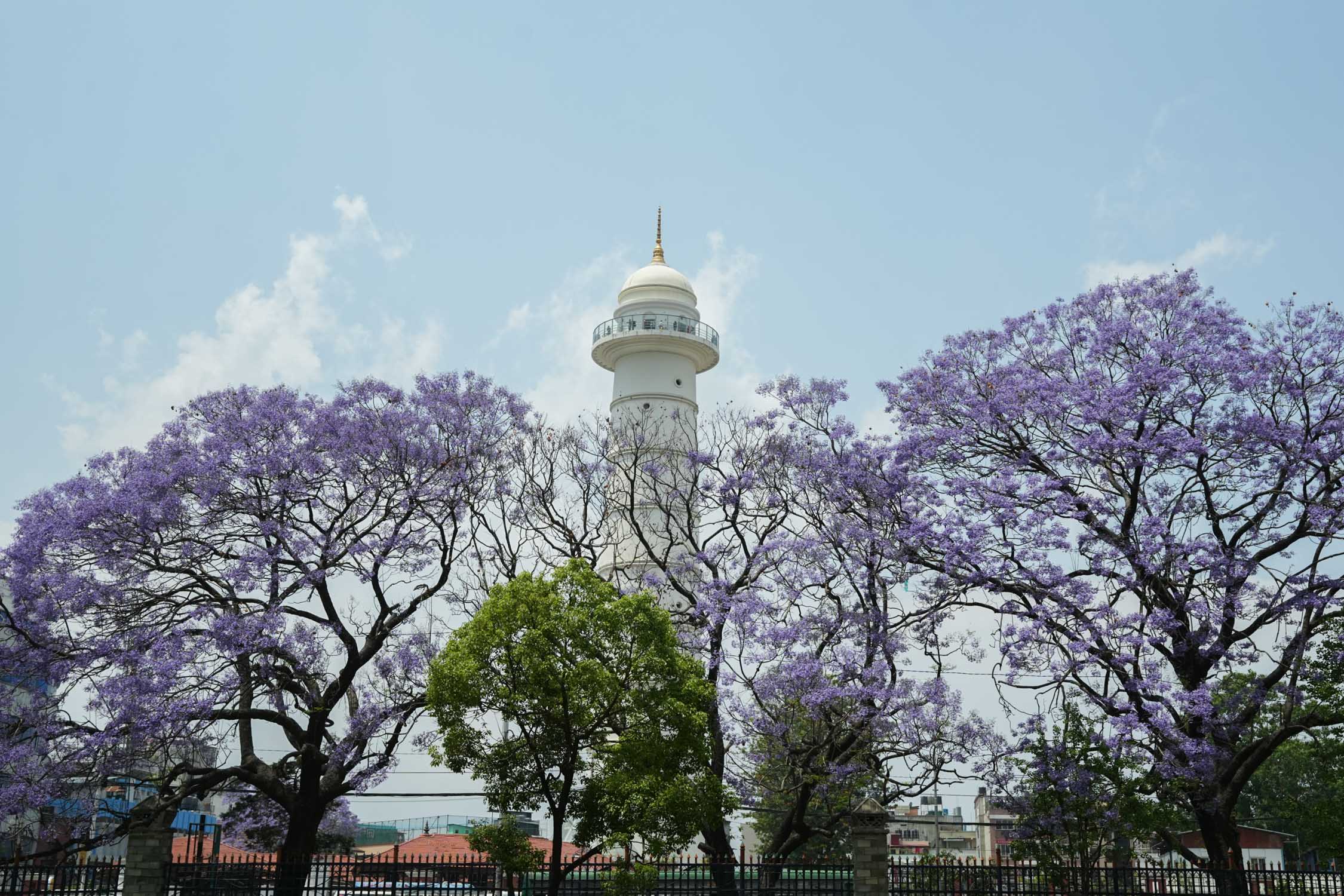 Jacaranda-blossoms_Nepal-Photo-Library12-1777526366.jpg