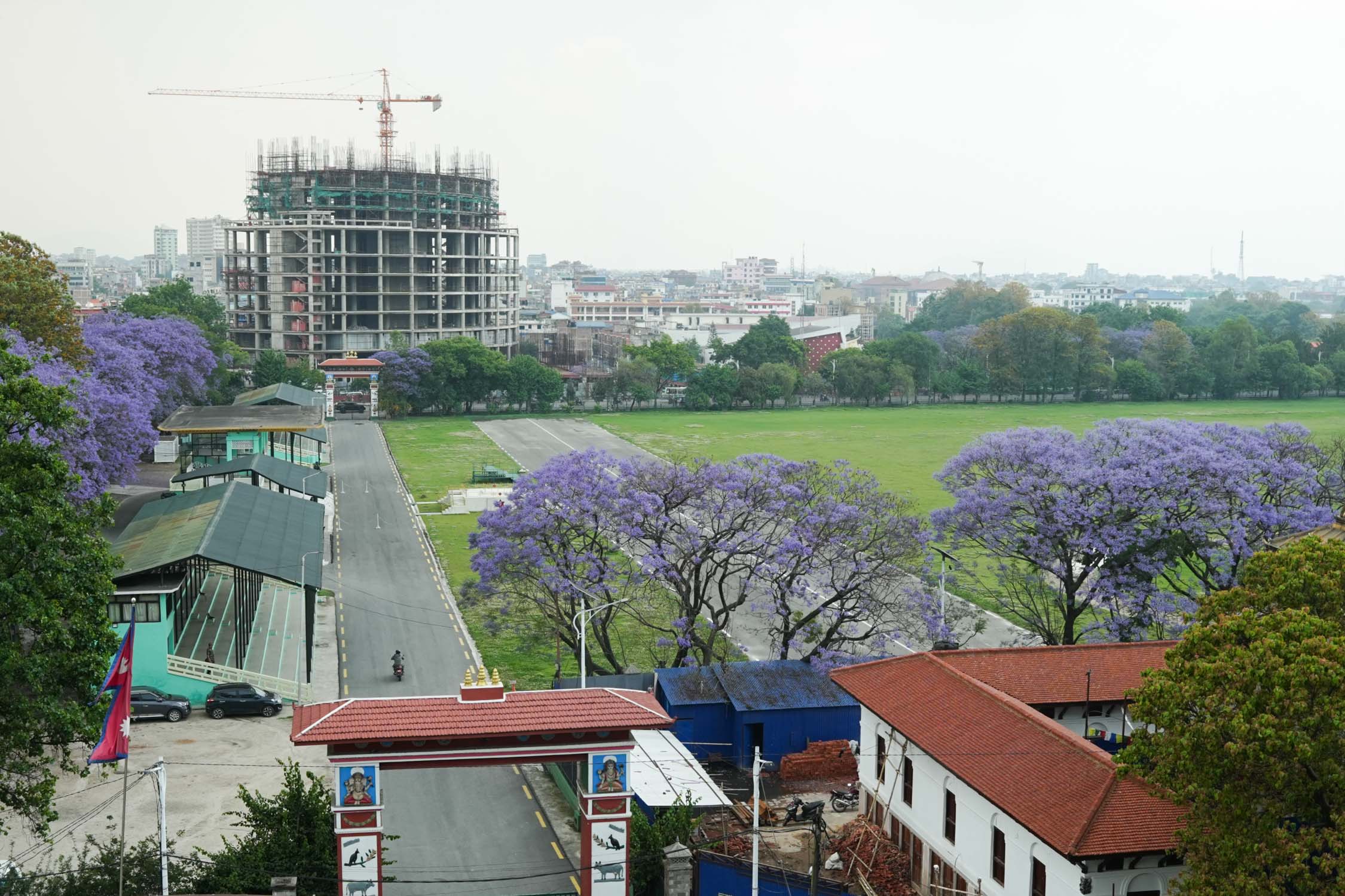 Jacaranda-blossoms_Nepal-Photo-Library13-1777526369.jpg