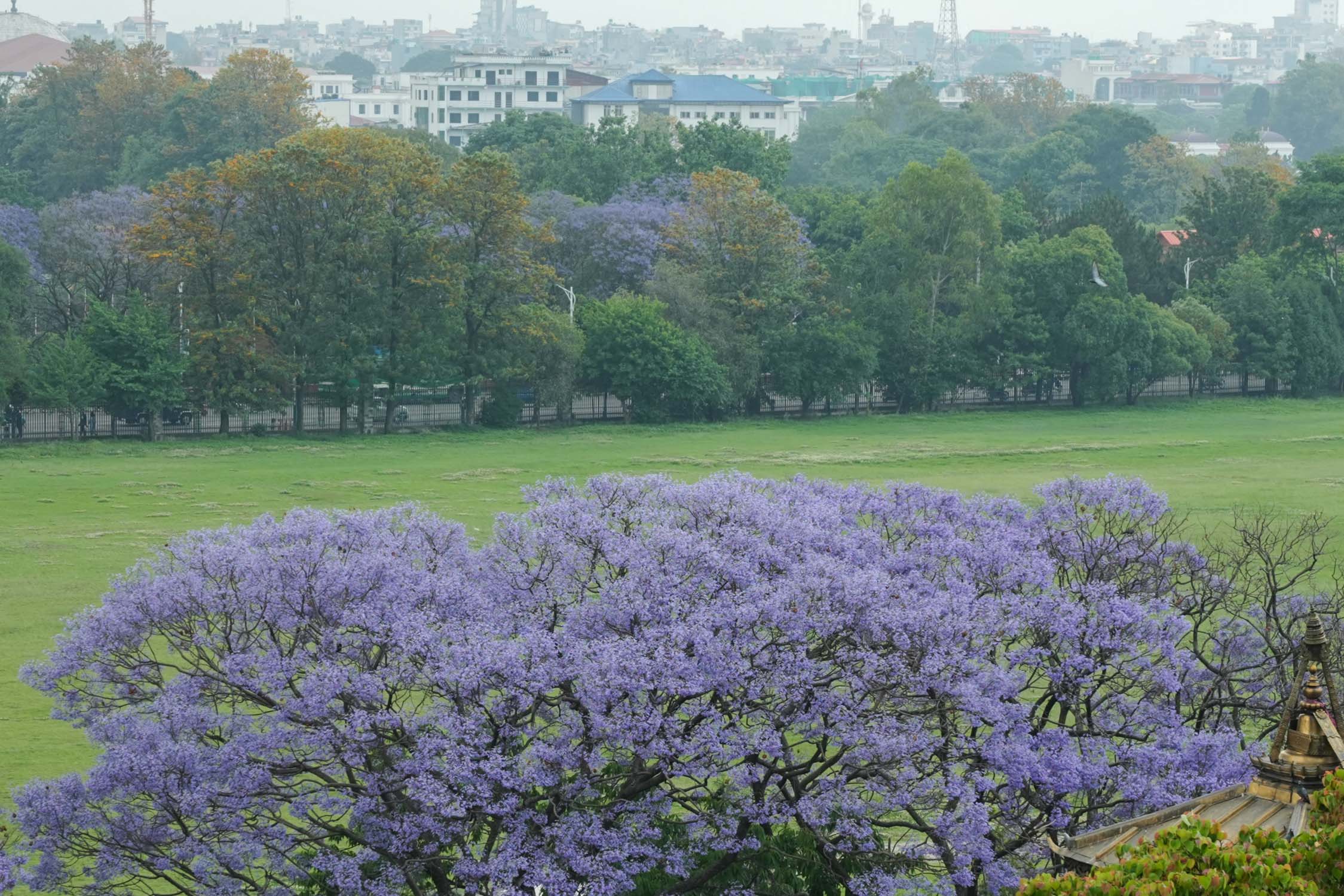 Jacaranda-blossoms_Nepal-Photo-Library14-1777526369.jpg
