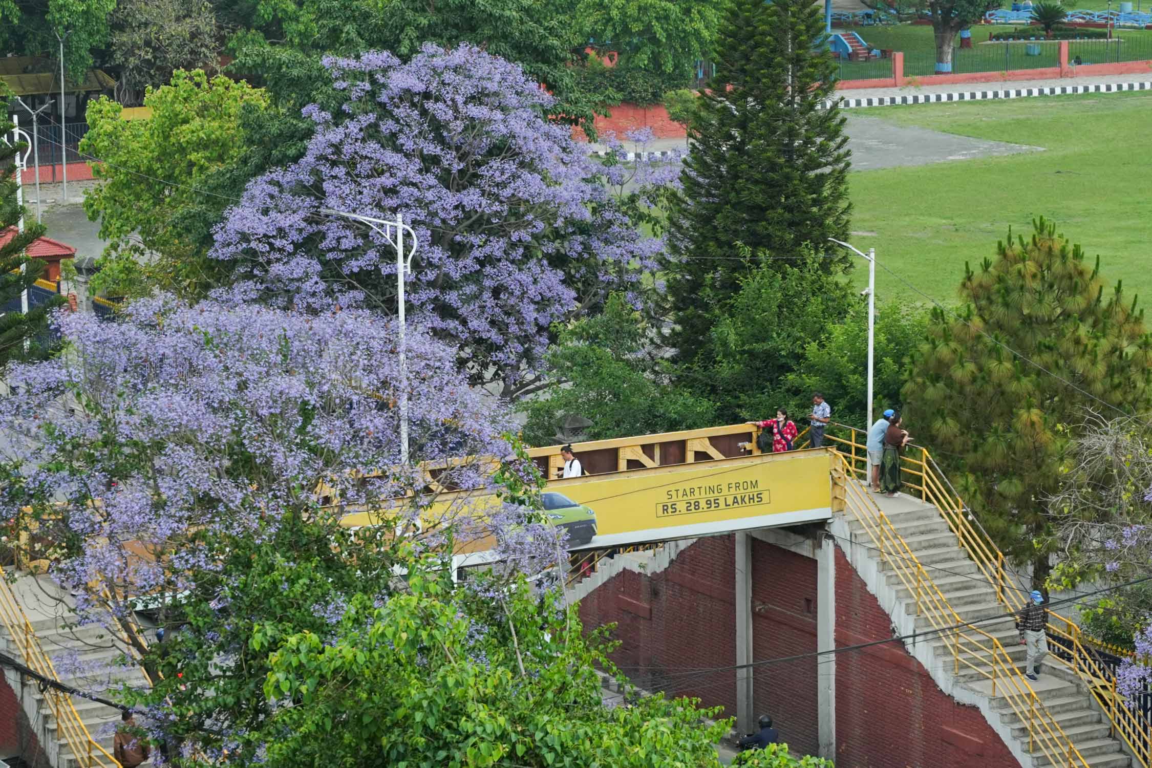 Jacaranda-blossoms_Nepal-Photo-Library17-1777526377.jpg