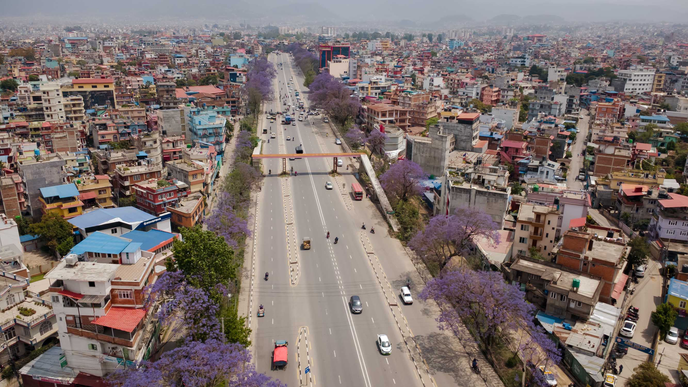 Jacaranda-blossoms_Nepal-Photo-Library9-1777526361.jpg