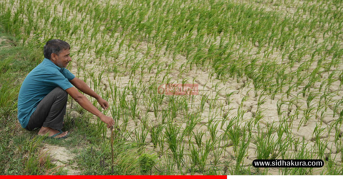 Kaderi-madhes-khet-12-1753513709.jpg