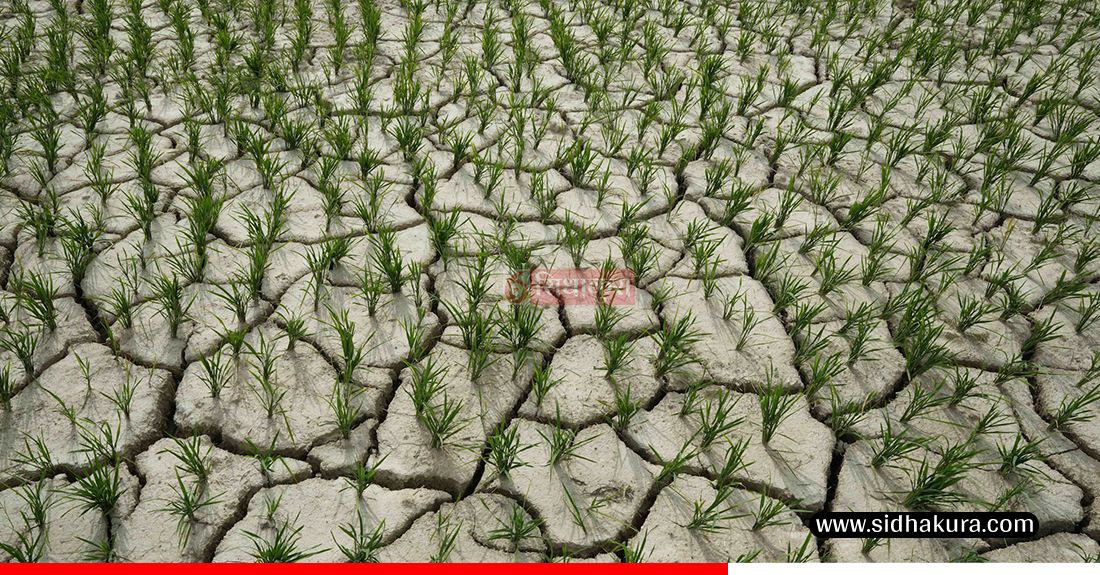Kaderi-madhes-khet-1753513727.jpg