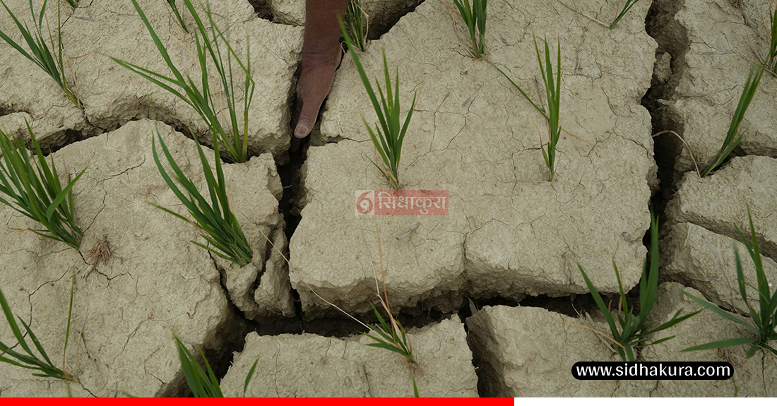 Kaderi-madhes-khet-4-1753513721.jpg