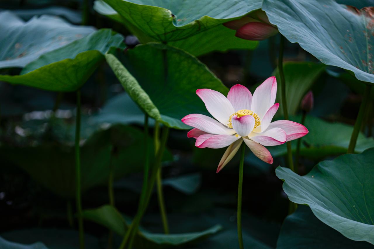 Kamal-Flower-Thimi-(11)-1786277474.jpeg